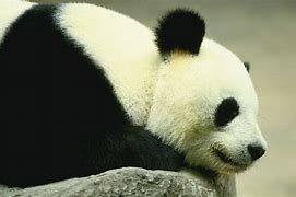 Image result for Panda Side