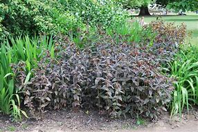 Image result for Lysimachia ciliata Firecracker