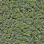 Image result for Floral Hedge Texture