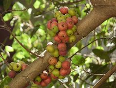 Image result for What Fruits Grow On Trees