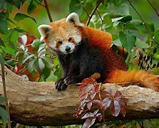 Image result for Red Panda China