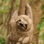 Image result for Sloth Smile