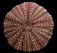 Image result for Red Sea Urchin Art