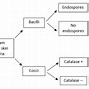 Image result for Microbiome On Skin