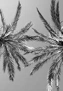 Image result for Black and White Palm Tree Wallpaper
