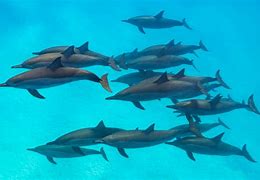Image result for Apple Boat Dolphins