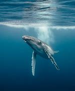 Image result for Underwater Sea Photos