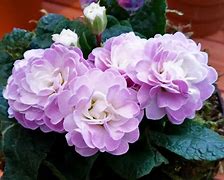 Image result for Primula Hemswell Blush