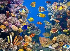 Image result for A Marine Ecosystem