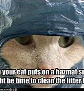 Image result for Meme Cleaning Out a Litter Box
