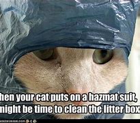 Image result for My Cat Leaving the Litter Box Meme