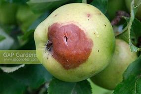 Image result for Apple Brown Rot