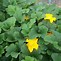 Image result for Pumpkin Plant