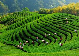 Image result for Taiwan Farm
