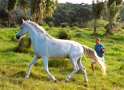 Image result for Award-Winning Horse Photography