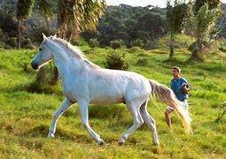 white horse 的图像结果