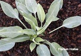 Image result for Hosta Hadspen Heron