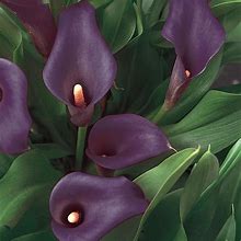 Image result for Purple Calla Lily