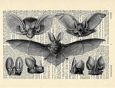 Image result for Bat Anatomy Poster