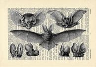 Image result for Vintage Bat Illustrations Science