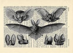 Image result for Vintage Bat Chart