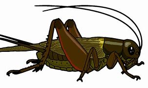 Image result for Cricket Clip Art Animal