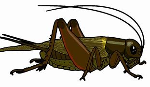 Image result for Field Cricket Insect