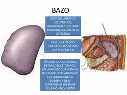Image result for bazo