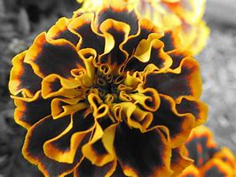Image result for Orange and Black Flowers