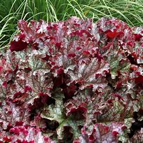 Image result for Heuchera Can Can