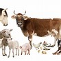 Image result for Farm Animals