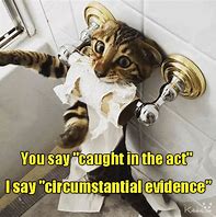 Image result for Accusing Cat Meme