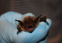 Image result for Tiniest Bat