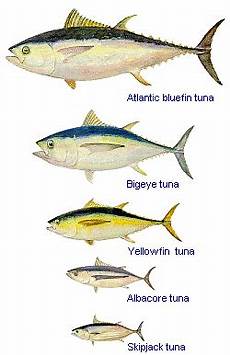 Goodbye Tuna Science 2 0