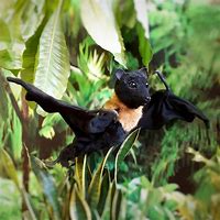 Image result for Bat Toy Decoration