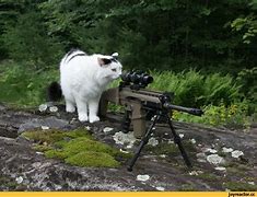 Image result for Sniper Cat Meme