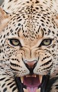 Image result for Cool Animal Wallpaper iPhone