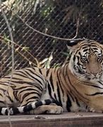Image result for Zoo in India