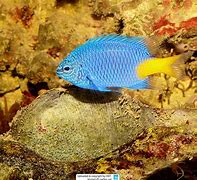 Image result for chrysiptera_parasema