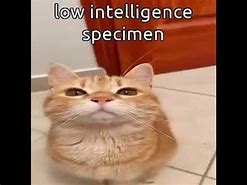 Image result for Low IQ Meme