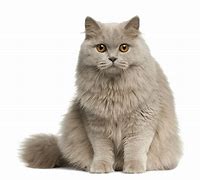 Image result for So Cute Cats