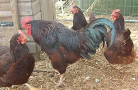 Image result for Rouge Rooster