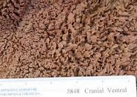 Image result for Cow Rumen Papillae