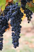 Image result for A Single Grape