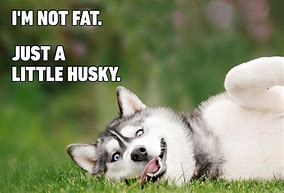 Image result for Hilarious Husky