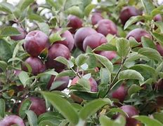 Image result for Dark Red Apple Varieties