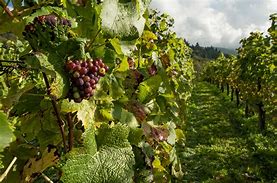 Image result for Artificial Grapevines