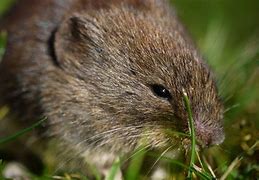 Image result for Common Vole