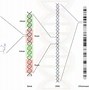 Image result for Gene and DNA Relationship