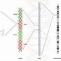Image result for Gene and DNA Relationship